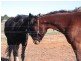 Lot 1152/ Lunt Street, Northam WA 6401