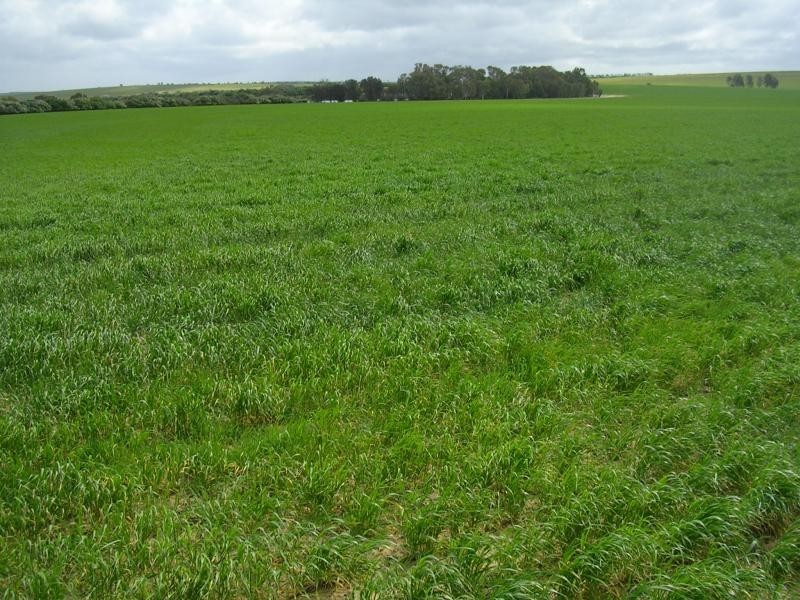 Lot 17942/ BERRING RD, Goomalling WA 6460