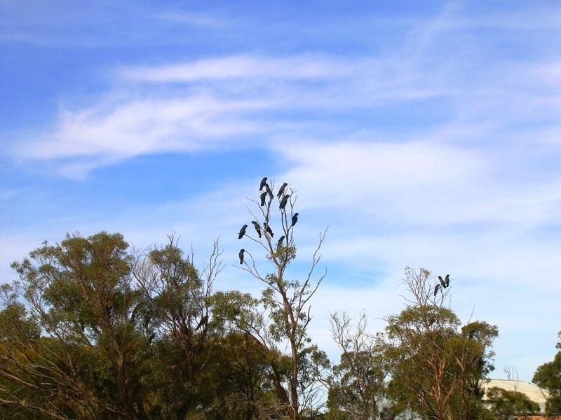 2650/ Kalannie-Kulja Rd, Kulja via, Kalannie WA 6468