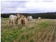 215 Beard Rd, Culham via, Toodyay WA 6566