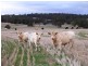 215 Beard Rd, Culham via, Toodyay WA 6566