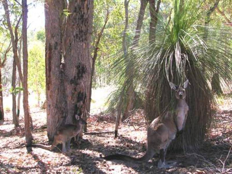 46 RUSSELL DRIVE, Waroona WA 6215