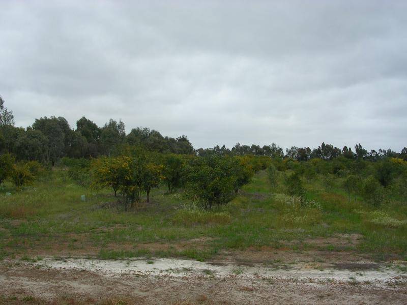 LOT 964 DOBADERRY ROAD, Beverley WA 6304