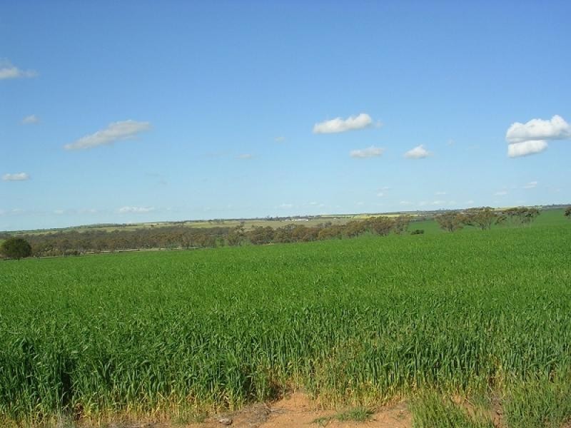 Lot 146 Quellington Road, Meckering WA 6405