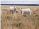 Karara QLD 4352