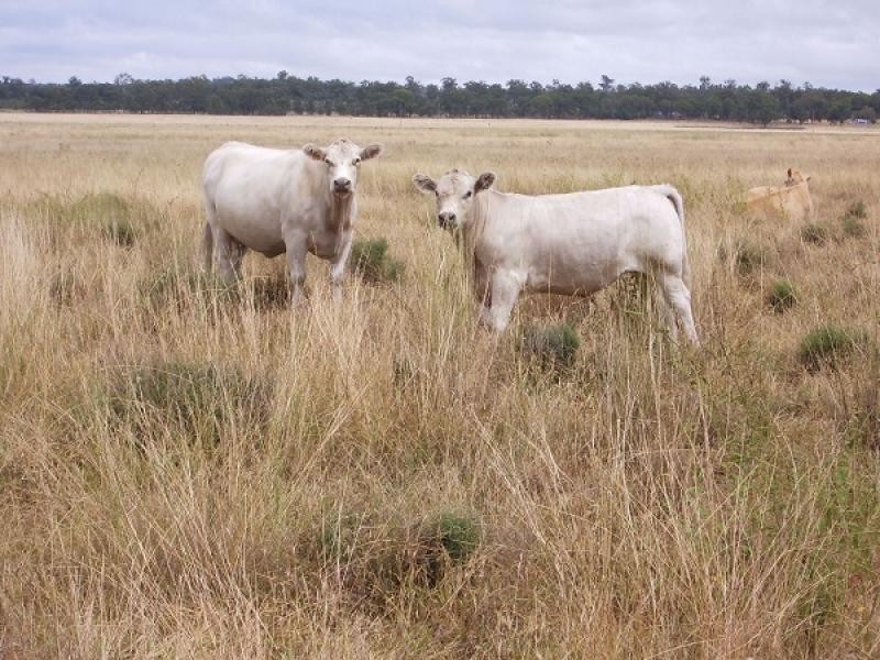 Karara QLD 4352