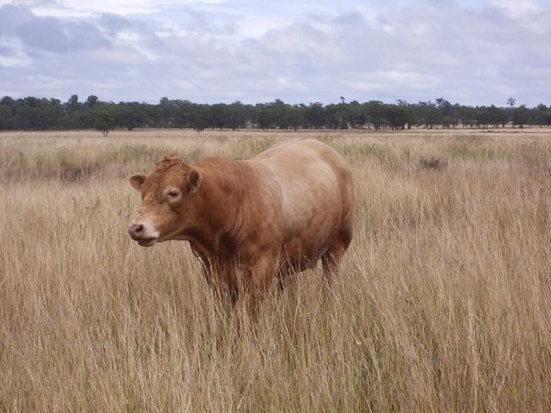 Karara QLD 4352