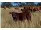 Pikedale QLD 4380