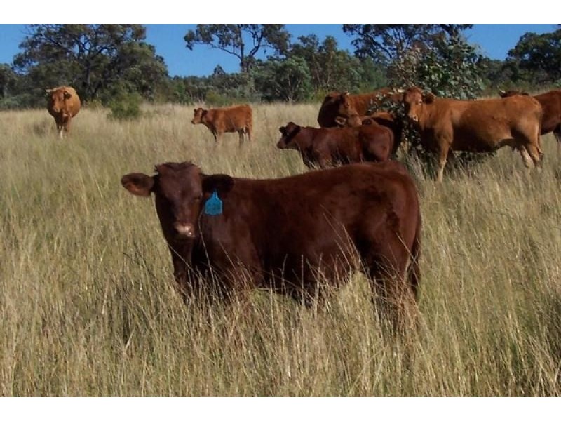 Pikedale QLD 4380