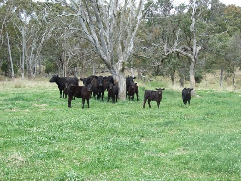 Goomburra QLD 4362
