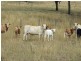 Goomburra QLD 4362