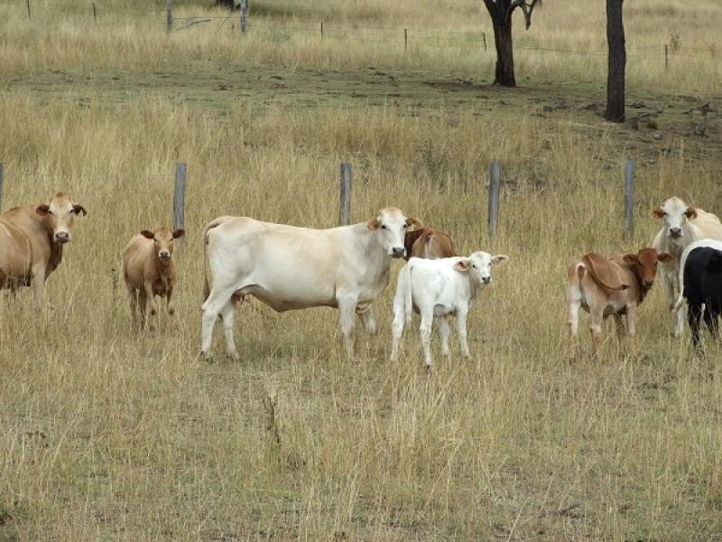 Goomburra QLD 4362