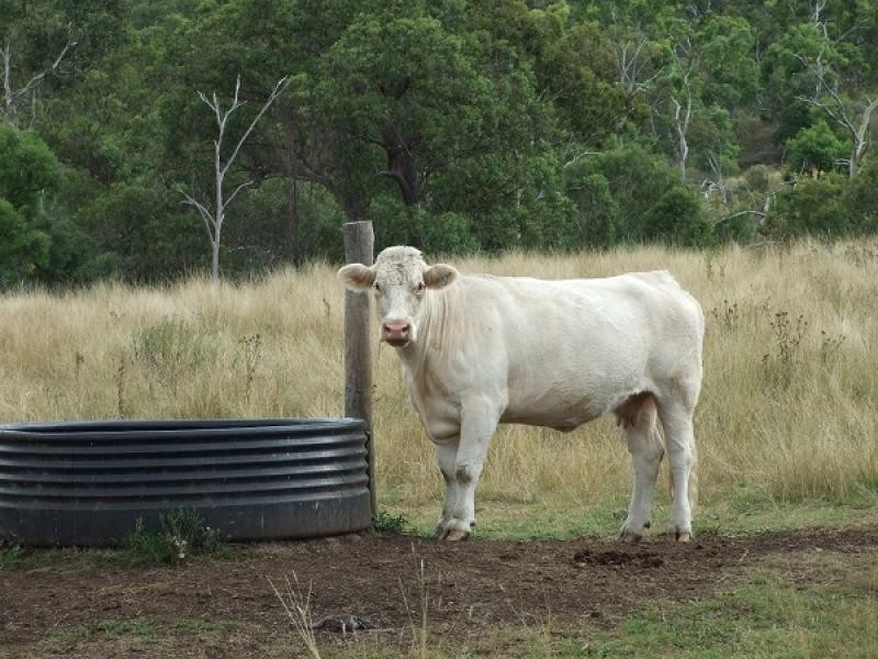 Goomburra QLD 4362