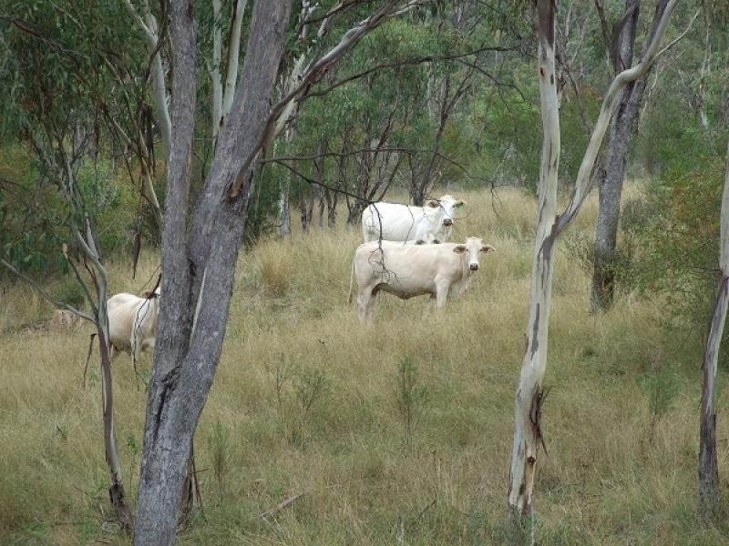 Goomburra QLD 4362