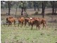 Texas QLD 4385