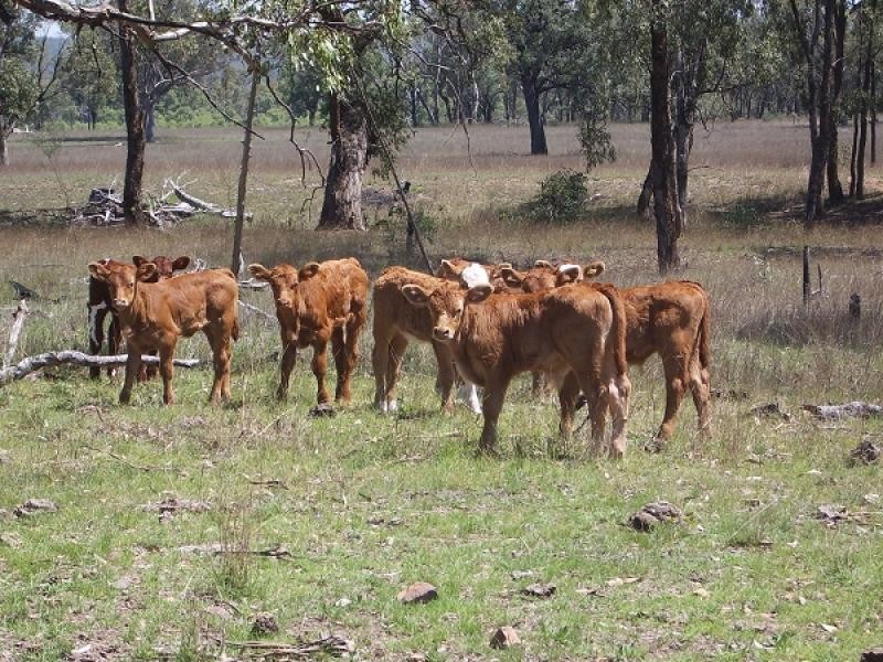 Texas QLD 4385