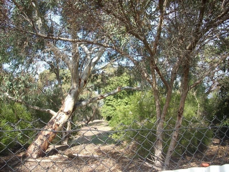 16 Silvermere Avenue, Paradise SA 5075