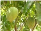 Lot 2180 Arnhem Highway, Lambells Lagoon NT 0822