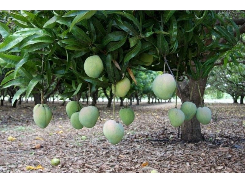 270 Golding Road, Acacia Hills NT 0822