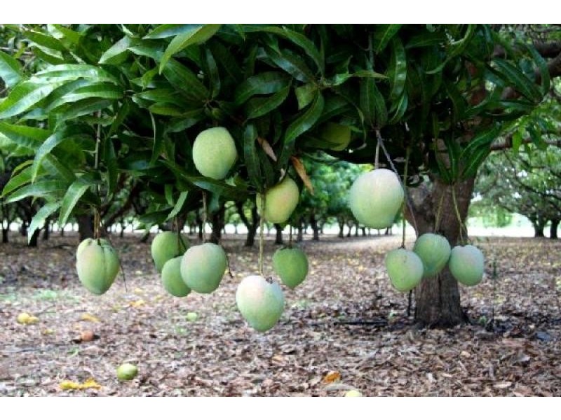 270 Golding Road, Acacia Hills NT 0822