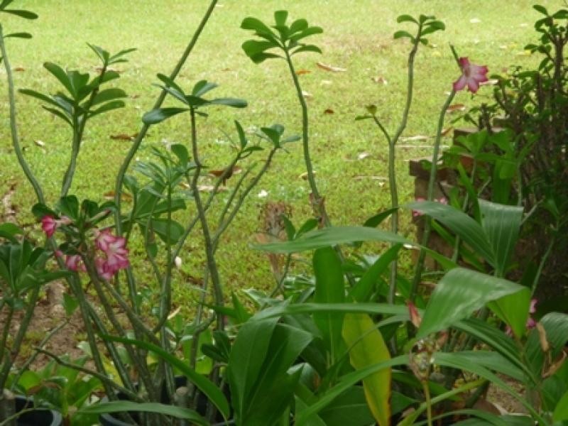 7 Wearing Crescent, Karama NT 0812