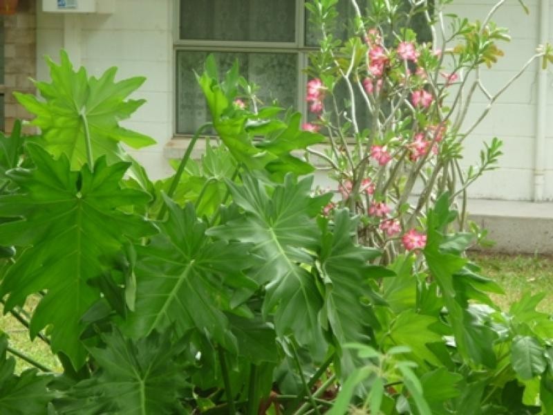 7 Wearing Crescent, Karama NT 0812