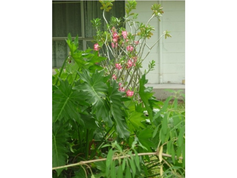 7 Wearing Crescent, Karama NT 0812