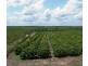 70 Nolan Rd, Humpty Doo NT 0836