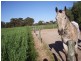 Lot 1/ Clancy Road, Gawler Belt SA 5118
