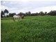 Lot 1/ Clancy Road, Gawler Belt SA 5118