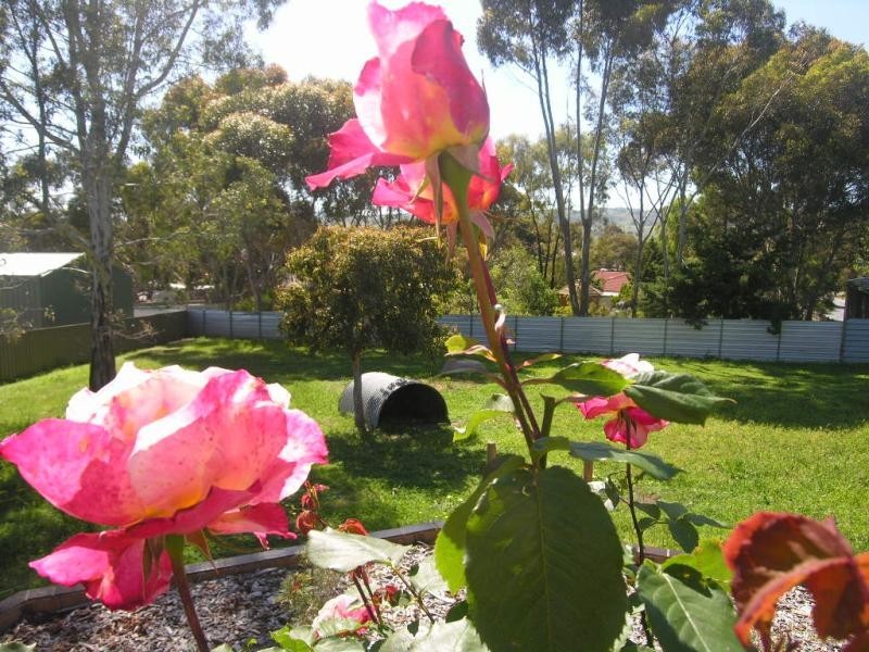 6 Menge Court, Lyndoch SA 5351