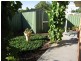 10 Klauber Street, Lyndoch SA 5351