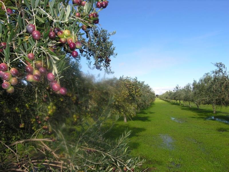 200 Hayman Road, Lewiston SA 5501