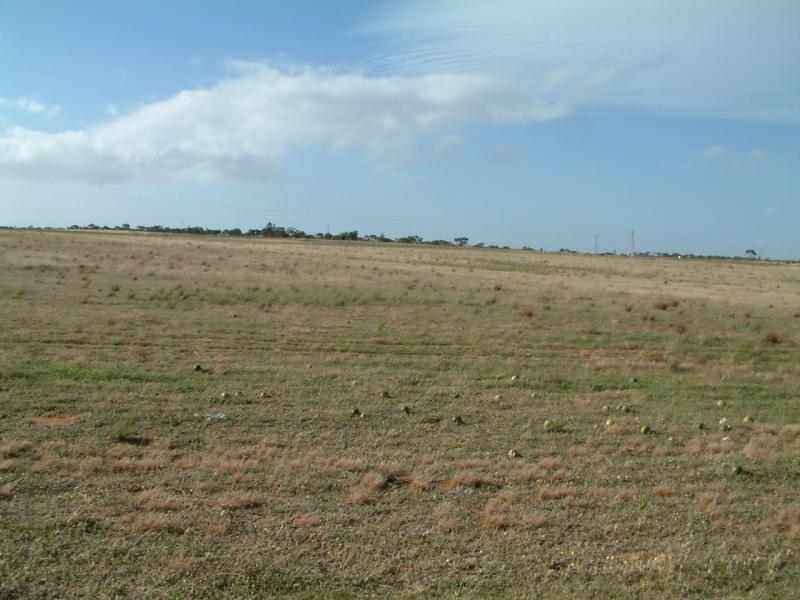 IBIS DRIVE, (14 ALLOTMENTS), Mannum SA 5238