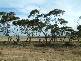 IBIS DRIVE, (14 ALLOTMENTS), Mannum SA 5238