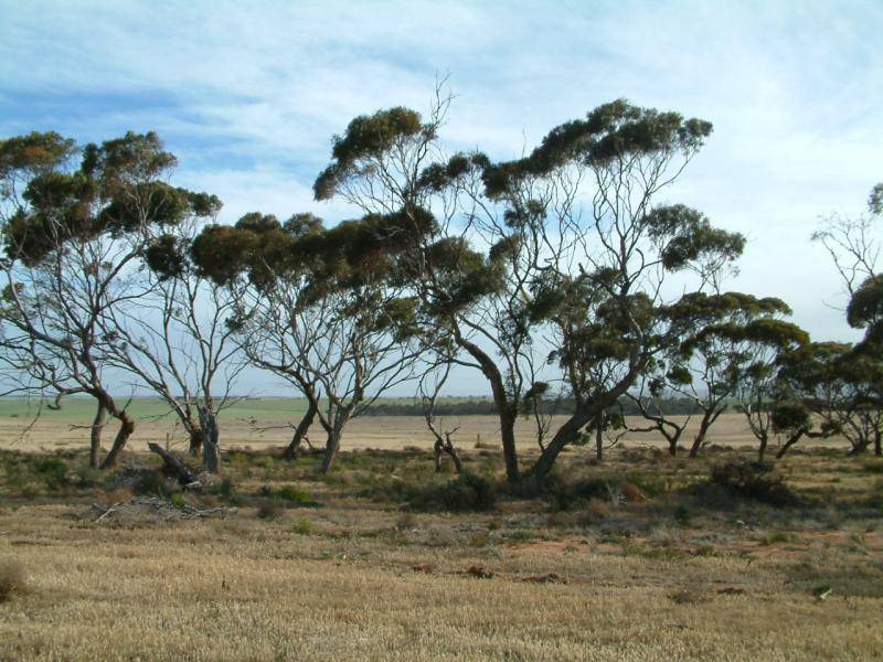 IBIS DRIVE, (14 ALLOTMENTS), Mannum SA 5238