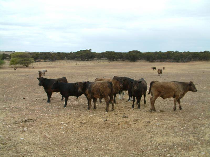 LOT 2, BOW HILL ROAD, Mannum SA 5238