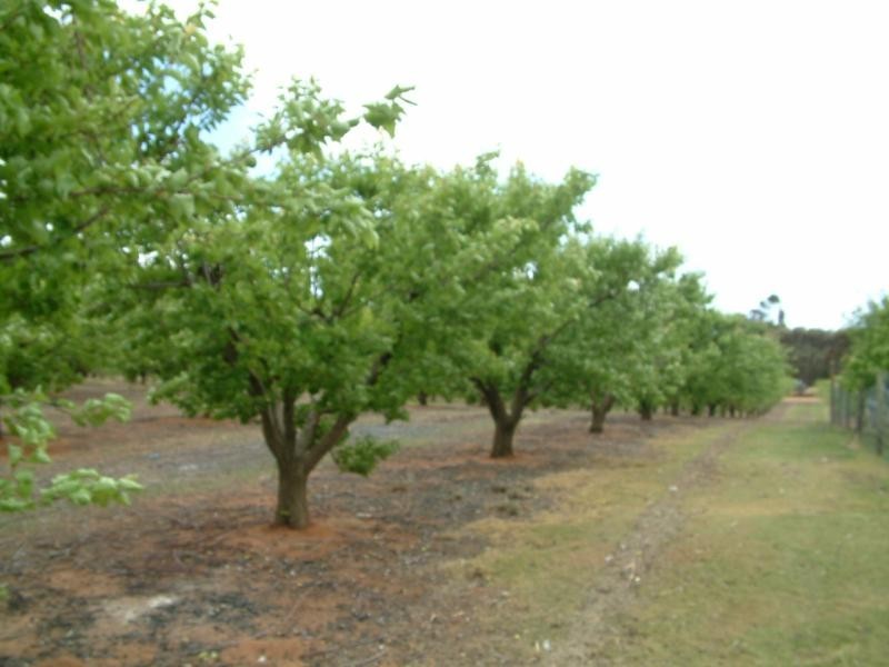 Lot 97 Riesling Road NILDOTTIE via, Mannum SA 5238