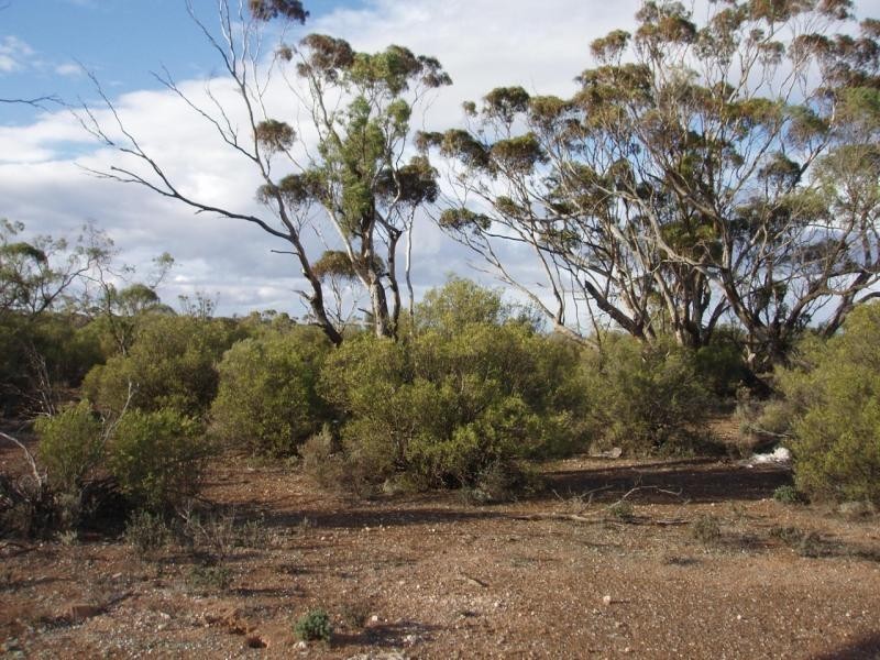 Allotment 10 Pipeline Subdivision, Swan Reach SA 5354