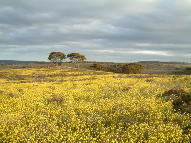 Section 583/ Stockwell Road, Mannum SA 5238