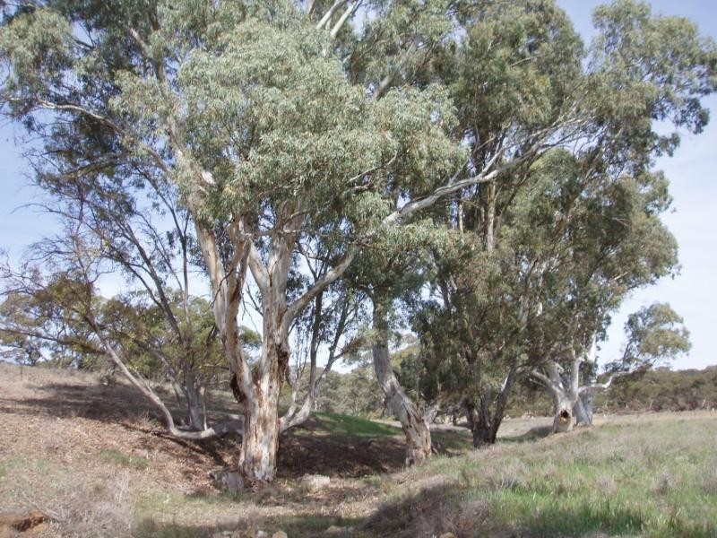 Lot 4/ Black Hill – Cambrai Road BLACK HILL near, Mannum SA 5238