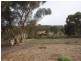 Lot 4/ Black Hill – Cambrai Road BLACK HILL near, Mannum SA 5238