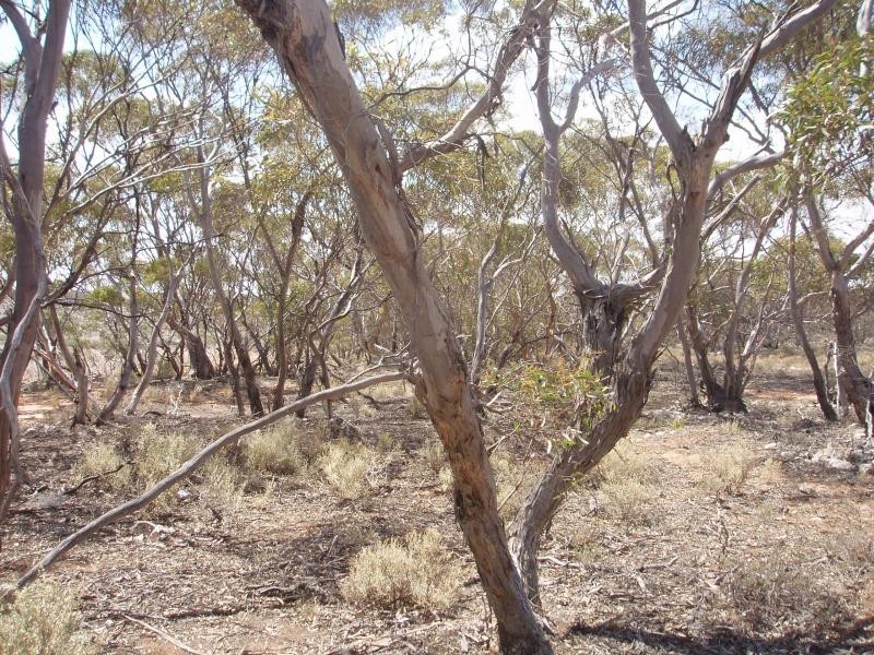 Section 206/ Hundred of Ridley, Black Hill SA 5353