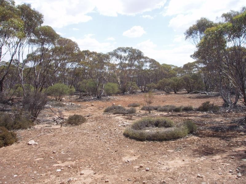 Section 206/ Hundred of Ridley, Black Hill SA 5353