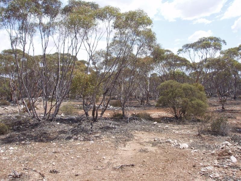 Section 206/ Hundred of Ridley, Black Hill SA 5353