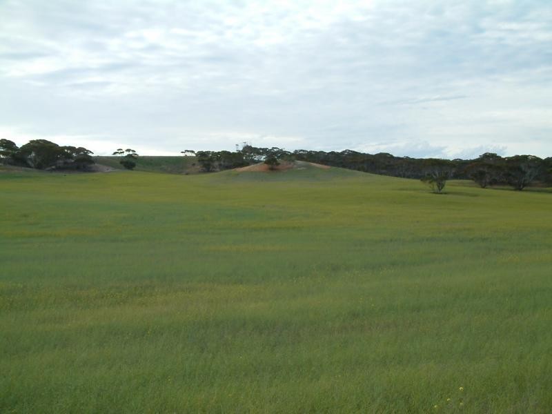 Sections 396, 429, 443 and 408 S Sedan Road, Mannum SA 5238