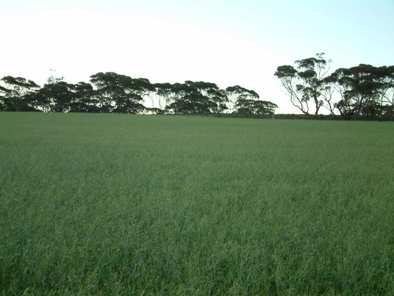 Sections 396, 429, 443 and 408 S Sedan Road, Mannum SA 5238