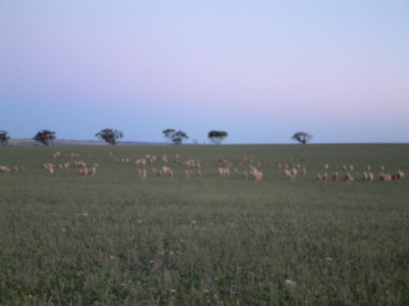 Sections 396, 429, 443 and 408 S Sedan Road, Mannum SA 5238