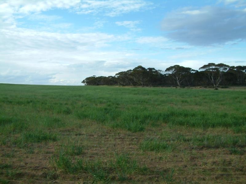 Sections 396, 429, 443 and 408 S Sedan Road, Mannum SA 5238