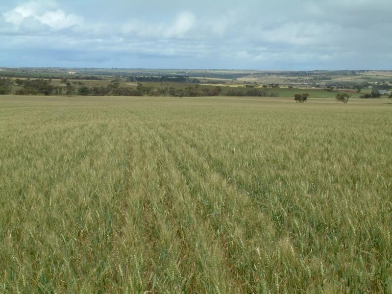 Section 345/ Pfieffer Road, Mannum SA 5238